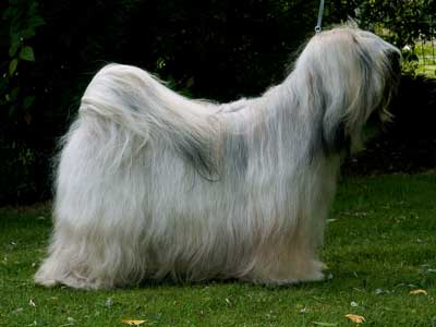 Tibet terrier